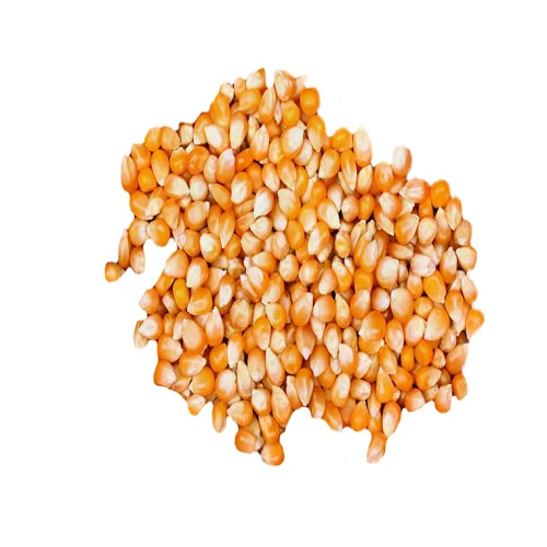 Кукуруза для продажи кукуруза кормления животных