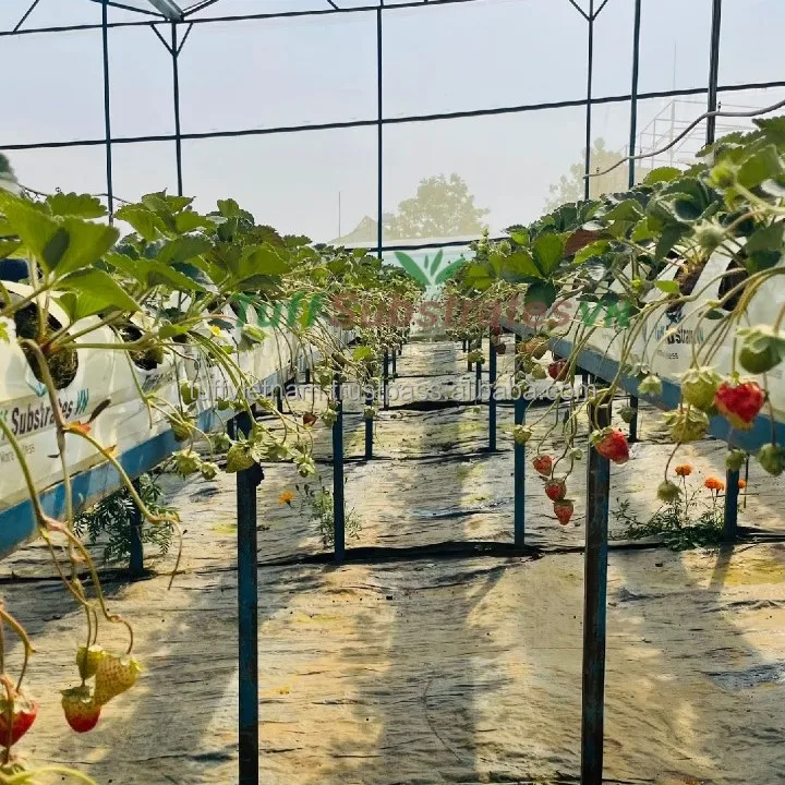 Design coconut husk ad  just table flower Strawberry melon and different Cucumber plant by 100% Organic from Producer In Vietnam