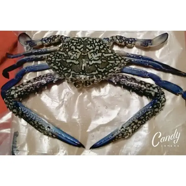 BQF Processed Style Whole Frozen Blue Crab Available