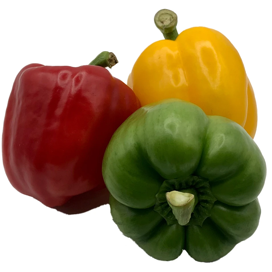Fresh bell pepper for wholesale sweet pepper fresh capsicum high quality bell pepper