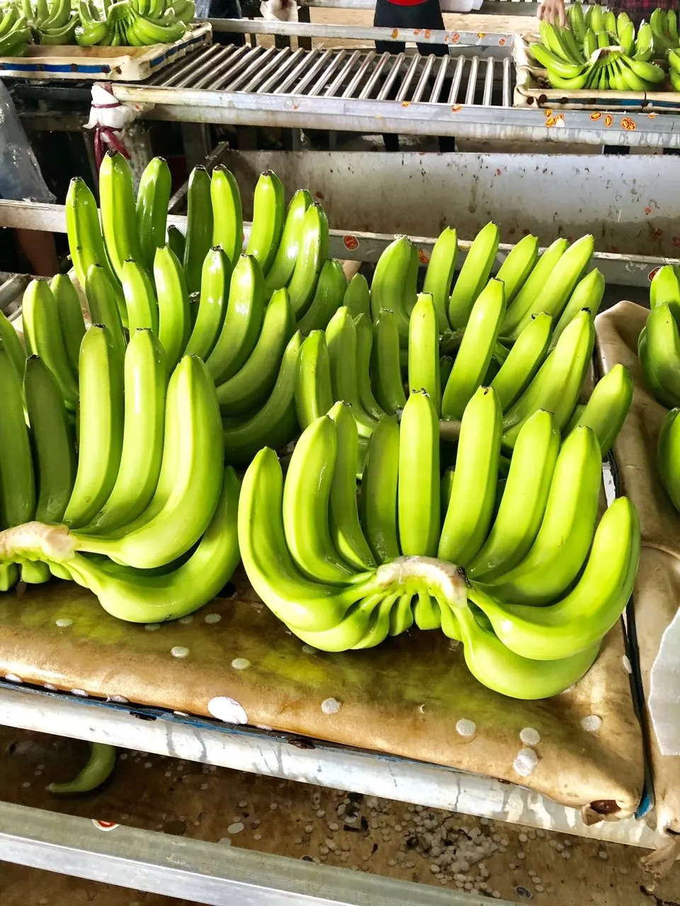 Best Product Vietnam Cavendish Bananas high quality