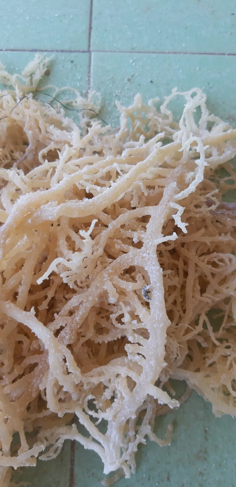 HIGH QUALITY Wild Crafted Dried Spicy Seaweeds Anna
