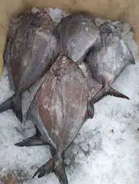 Frozen Black Pomfret/Vietnam Pomfret Fish