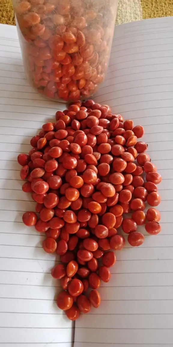 Red Seed Abrus Precatories, Iraq buy regularly