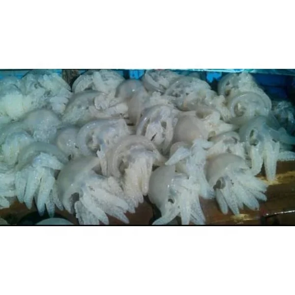 Salted Jelly Fish available to export