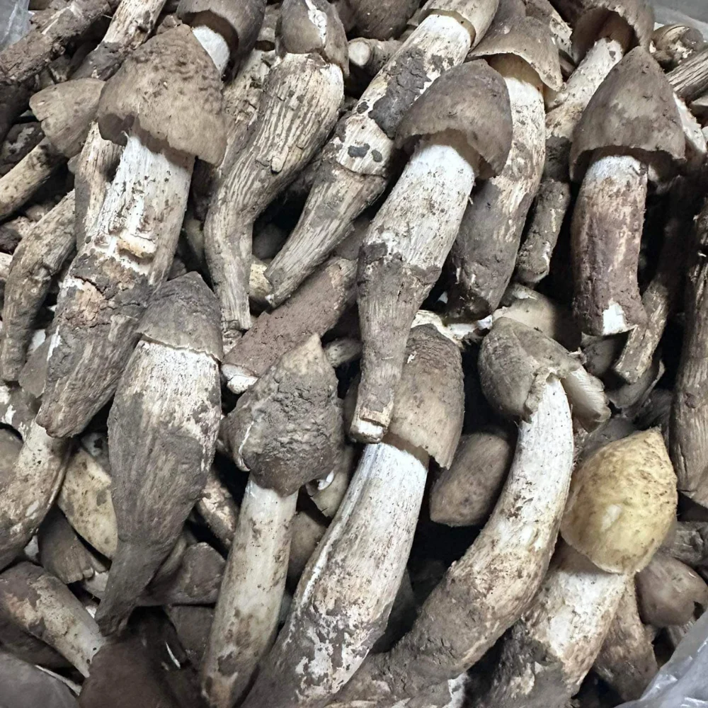 100% натуральный сушеный гриб происхождения аромат свежести