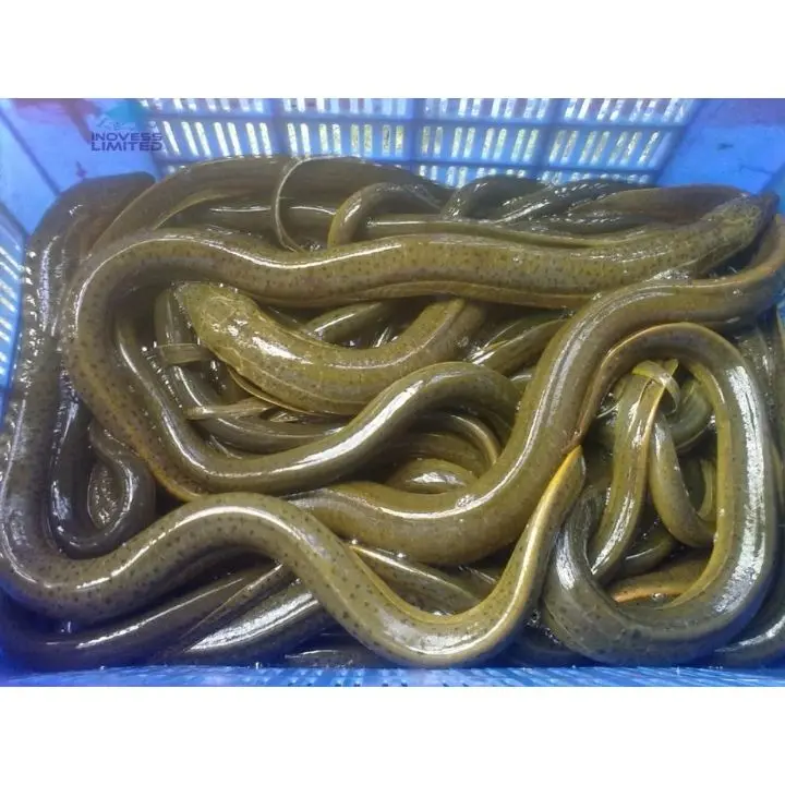 DRIED EEL FISH MAW_CHEAPEST PRICE- PREMIUM QUALITY