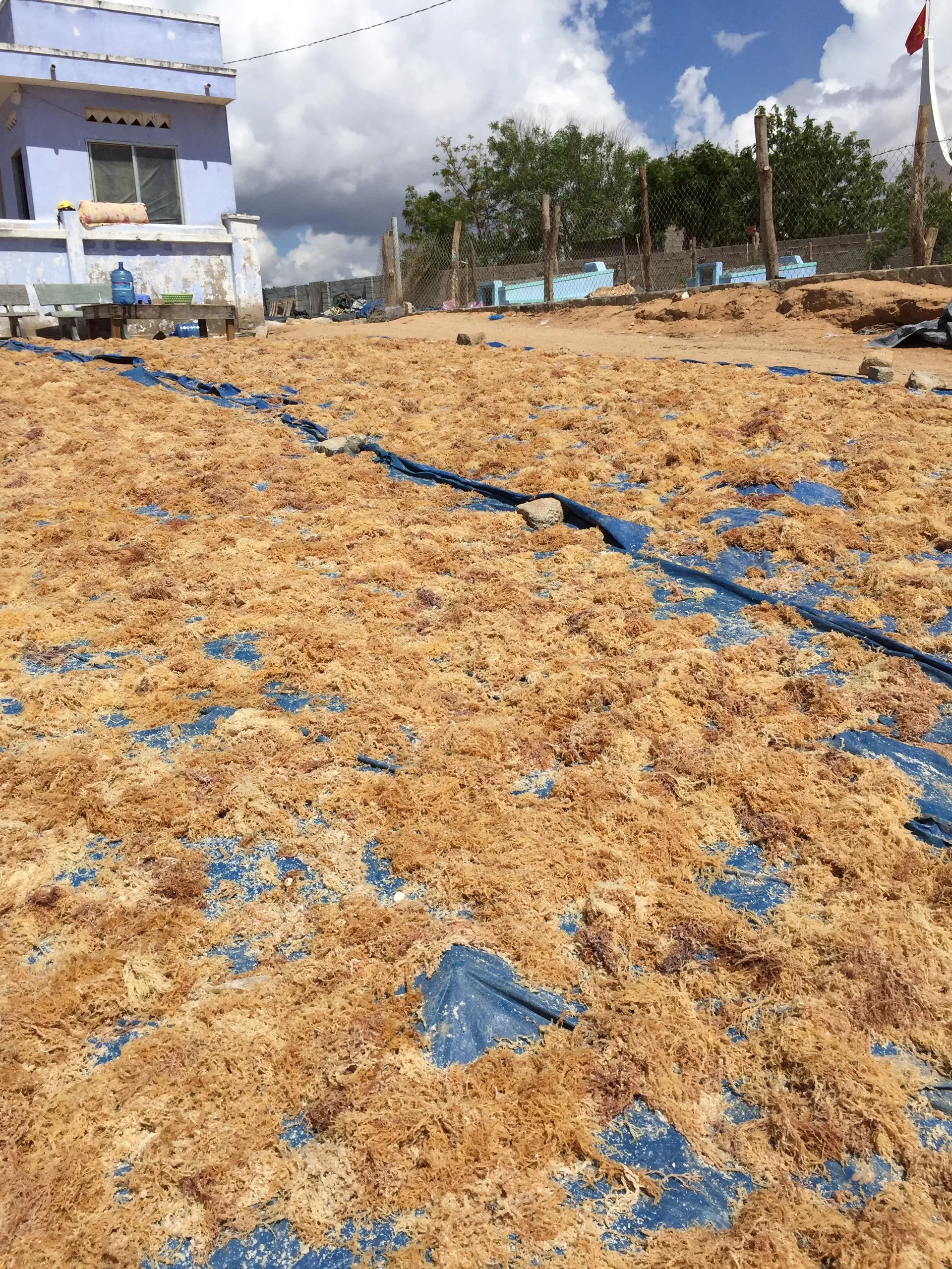 Оптовая продажа морской мох bladderwrack