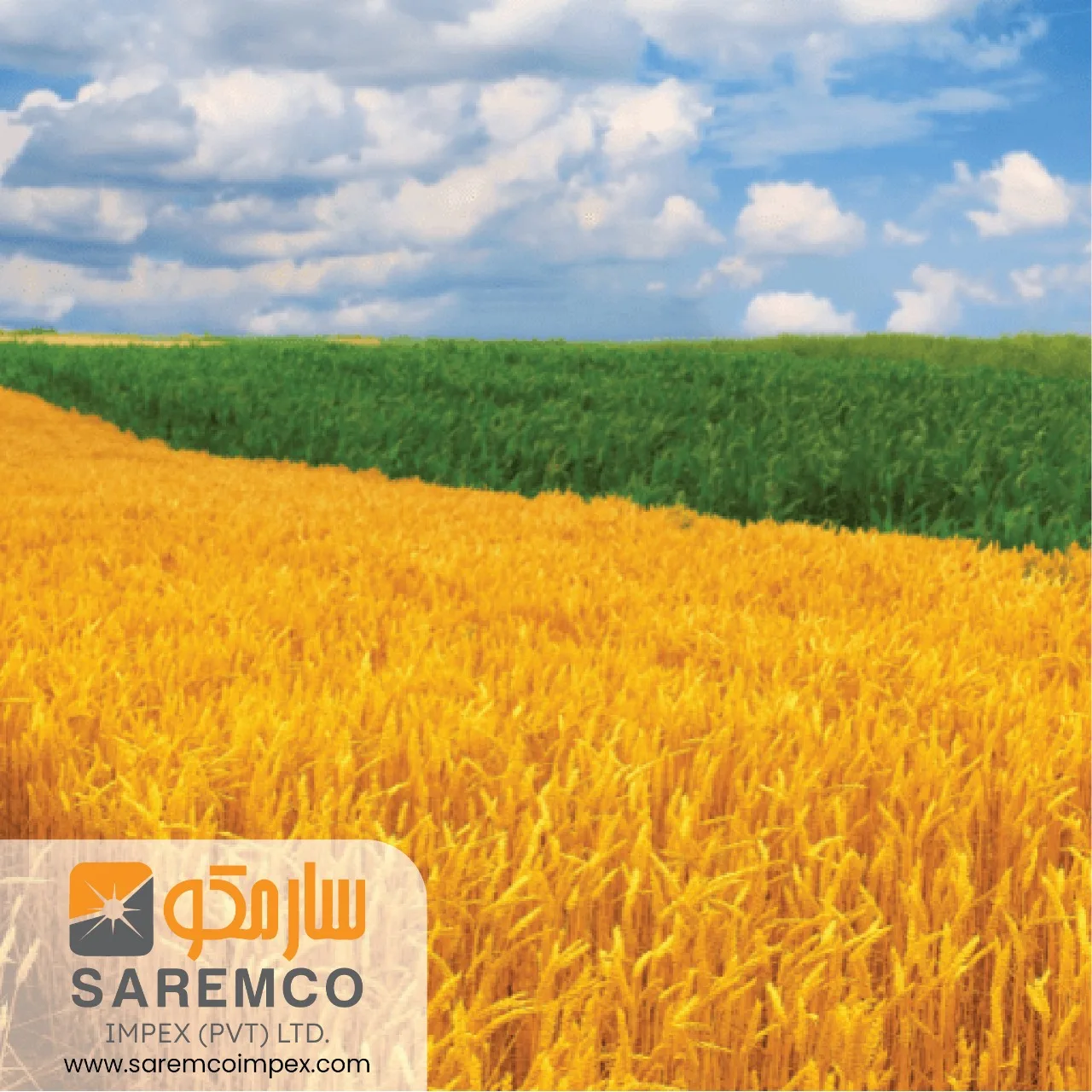 Disease free Yellow Wheat Straw Hay  for animals