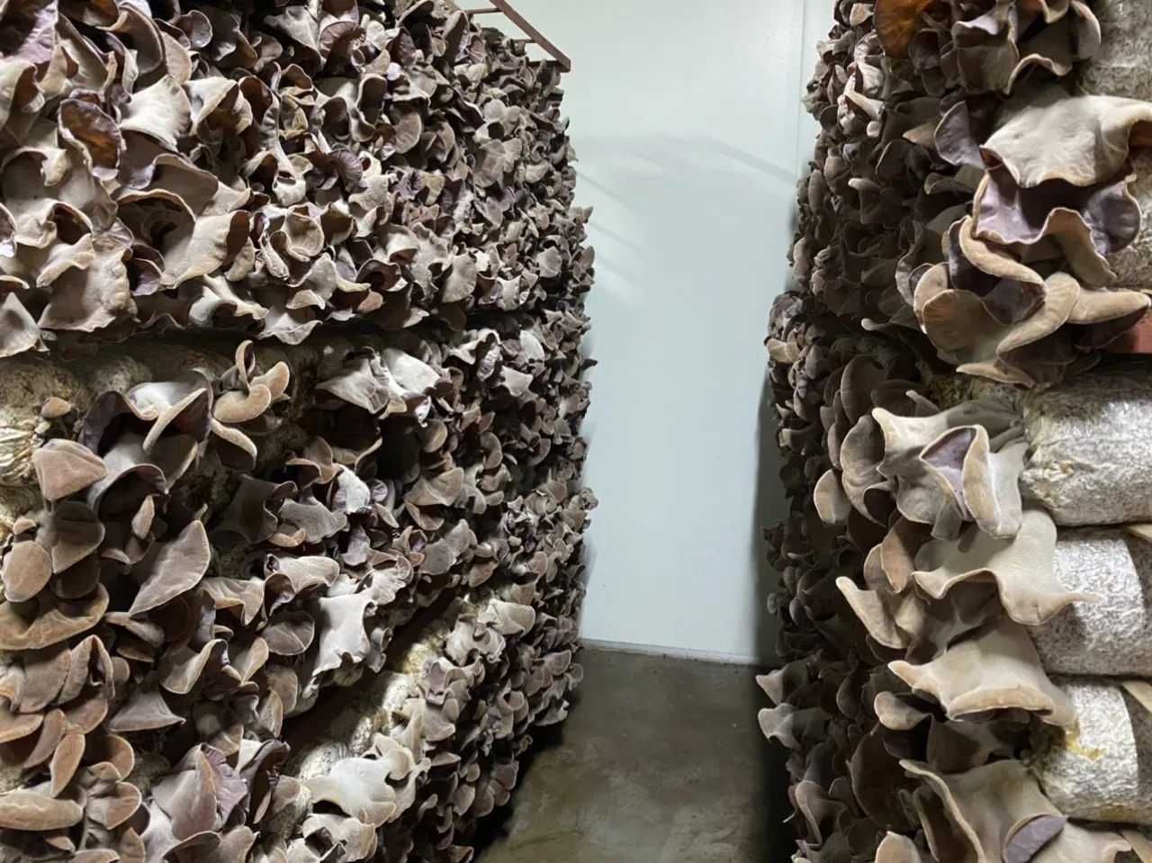 VIETNAMESE ORGANIC SHIITAKE MUSHROOM FUNGUS STEM- 10/10 POINTS FOR HIGH QUALITY