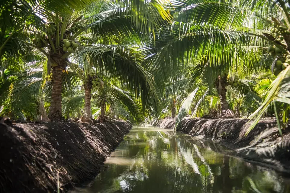 Ready to Ship Tropical Fruits Young Coconut Top quality  Full-Husked Diamond Cut Green Fresh Coconut   from Thailand