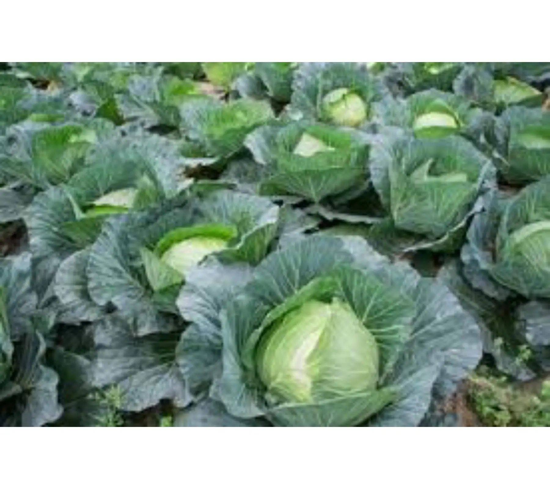 fresh vegetable cabbage Hybrid Copenhagen verity Op Copenhagen export open pollinated verity exporter company India