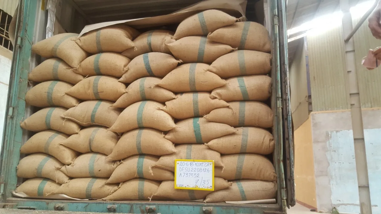 [Crop 2023-2024] Whole Bean Coffee High Quality Raw Coffee Beans Directly from The Farm // Whatsapp:+84-975807426 Lucy