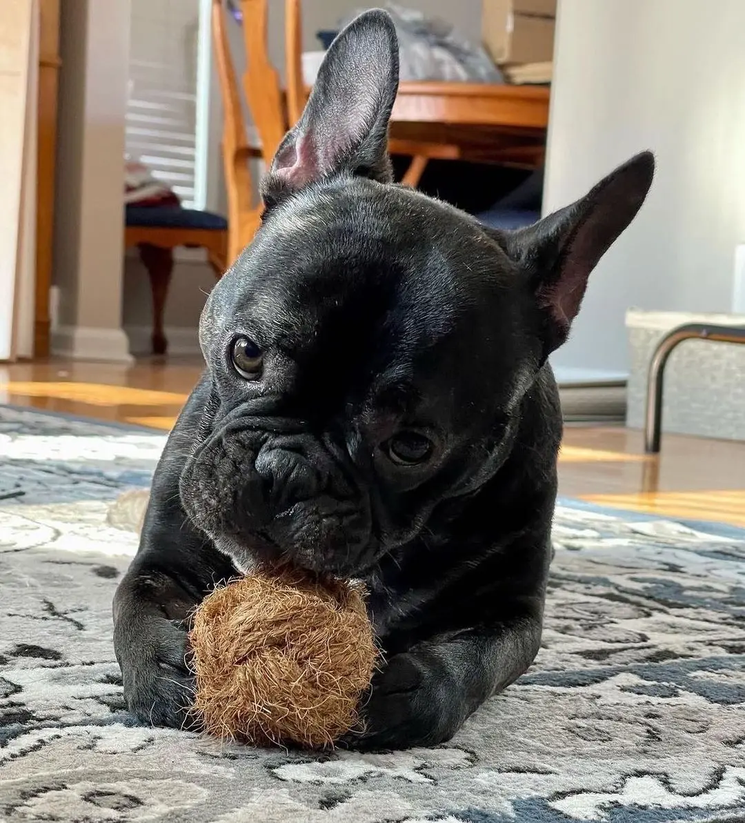 Manufacture Safe Natural Coconut Fiber Ball Dog Chew Toys From Vietnam At The Best Wholesale Price / Coconut Fiber Pet Toy