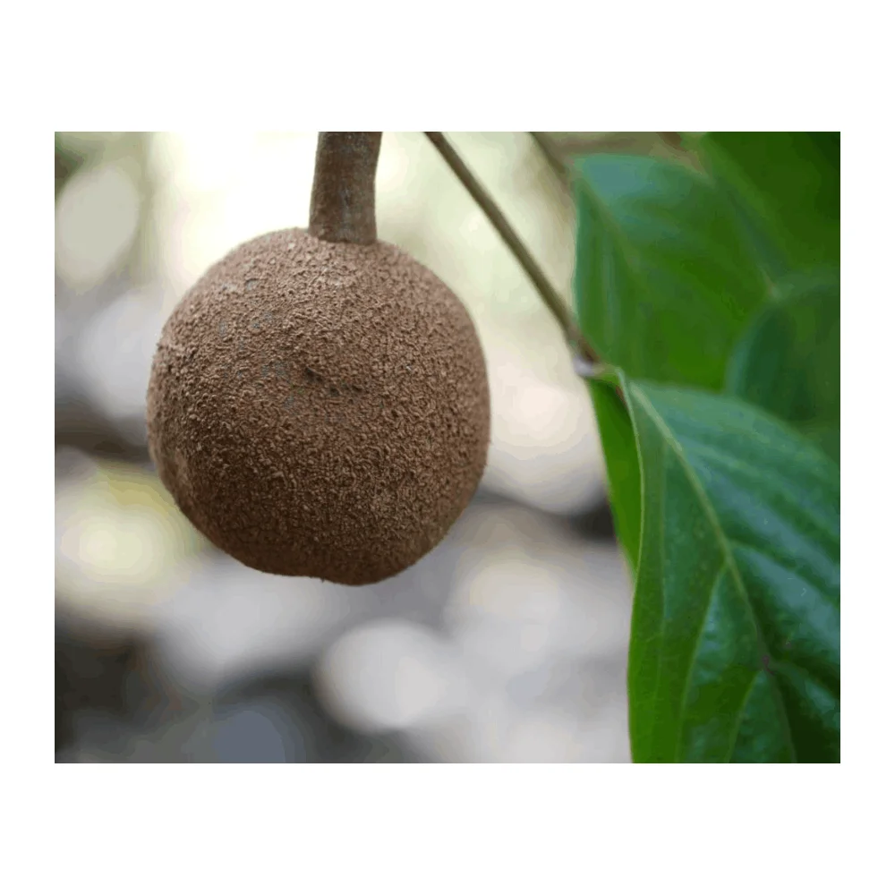 Private Label Oem / Odm Exporter of Low Price Sale Chaulmogra Oil From Indian Supplier