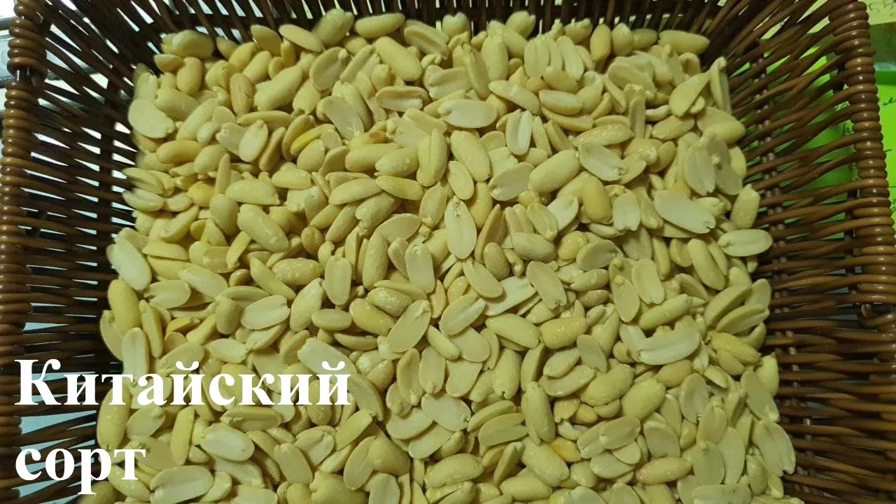 Wholesale Natural Organic First Grade Blanched Peanuts Bulk Raw Peanut Blanched Split Laser Sorting Peanuts Nuts & Kernels