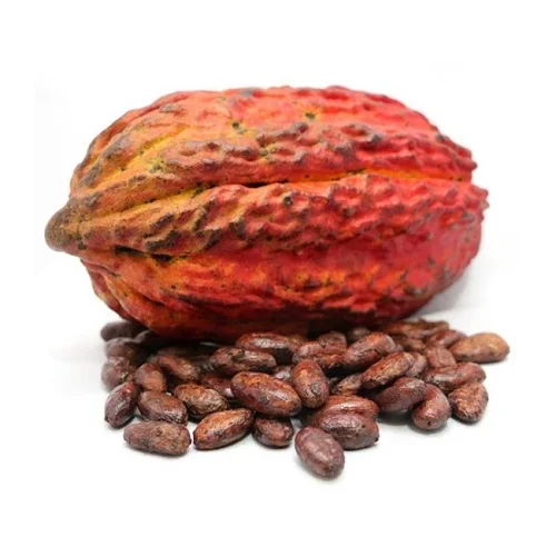 Best HIGH QUALITY COCOA BEANS COCOA NIPS COCOA FROM THAILAND