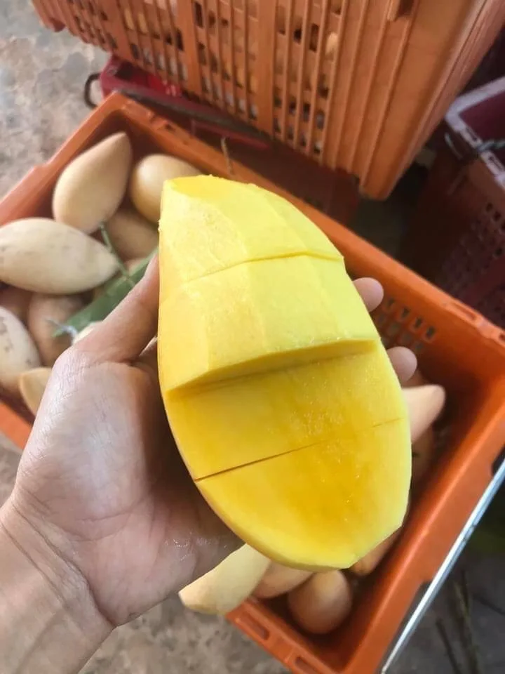 Premium Fresh Mango From Thailand  100% Natural Premium Grade of Fresh Mango with Best Taste