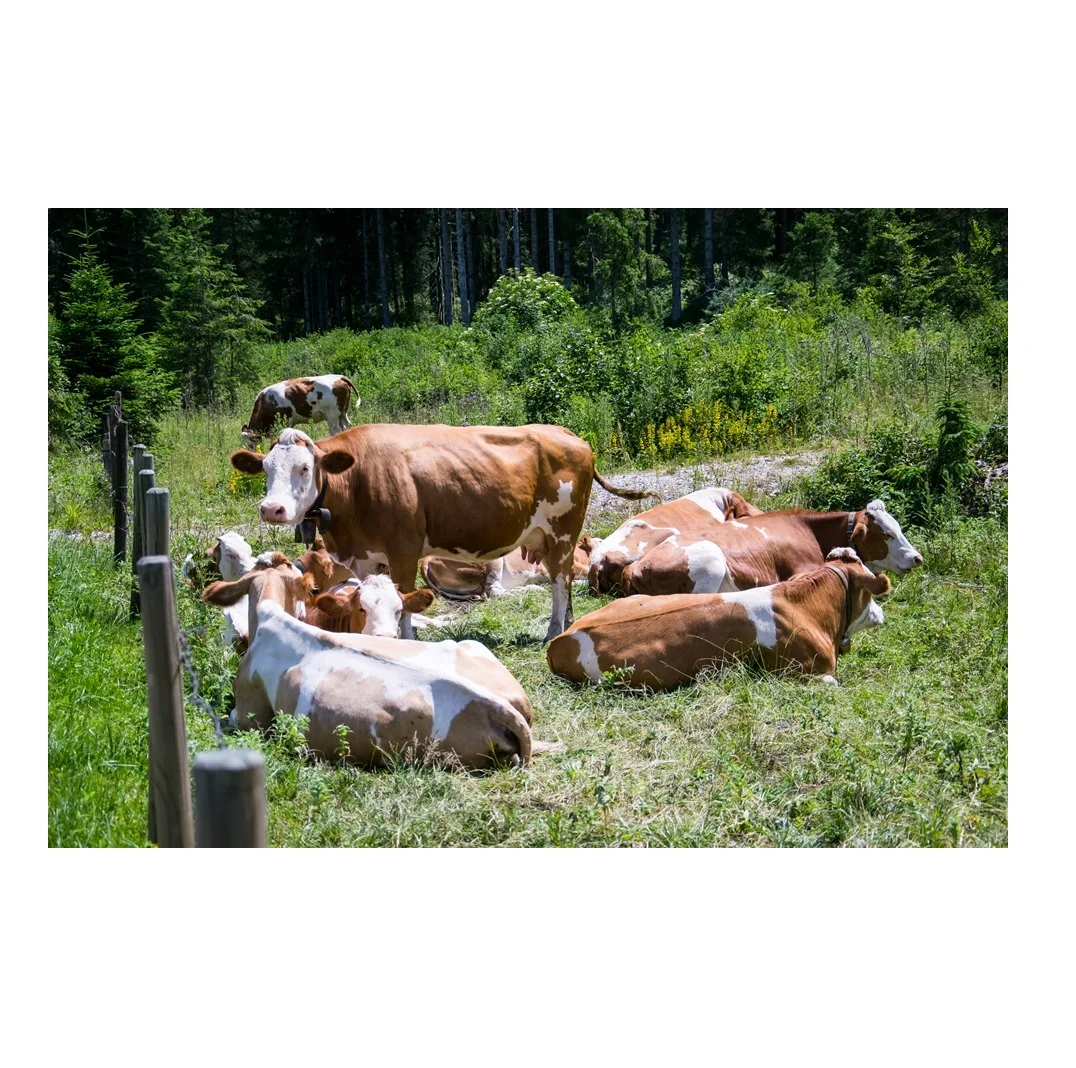 Hot Sale Real Quality Holstein Friesian Live Cows | Cattle Wholesale Price Supplier