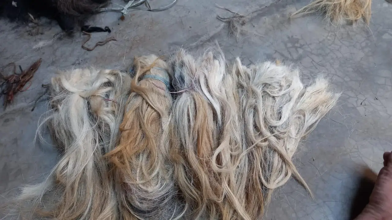 High Quality Goat Hair / Goat Long Hair the Raw Material Natural Goat hair at beast quality