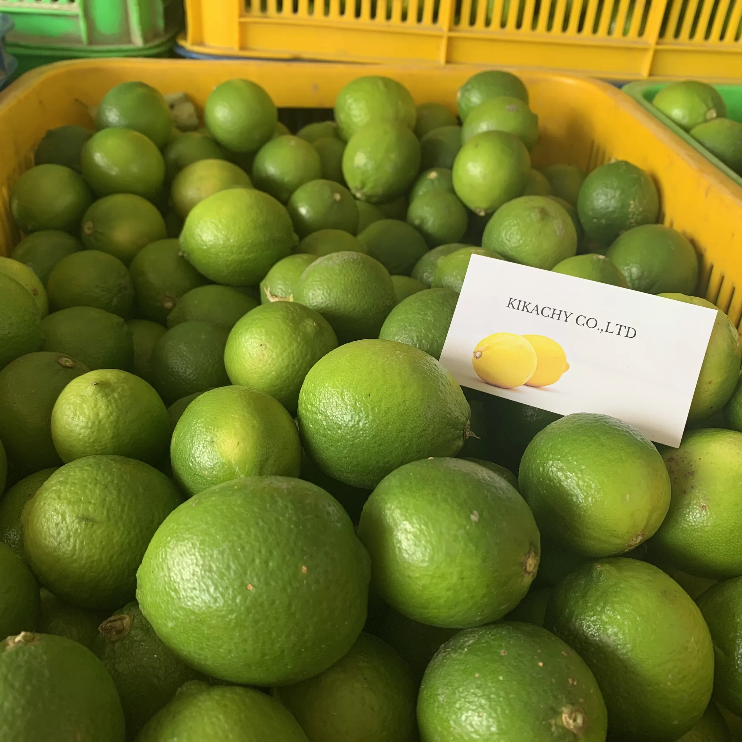 Wholese High Quality New Harvest SEEDLESS LIME LEMON From Viet Nam