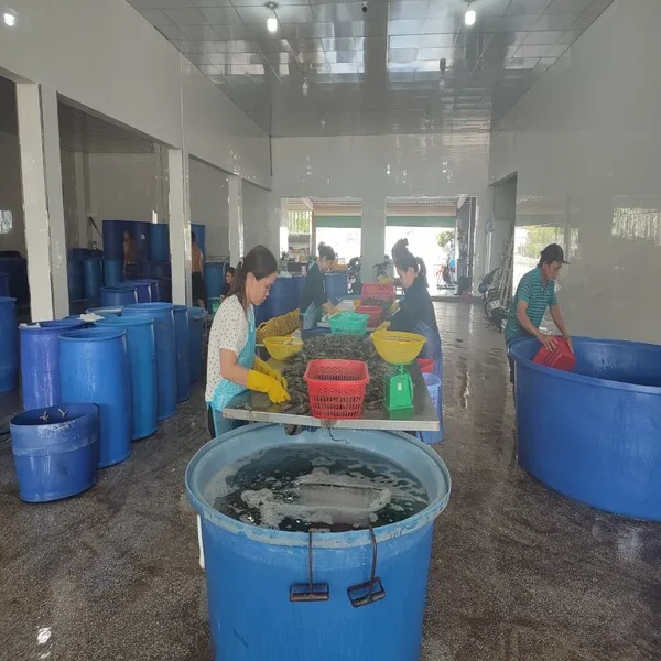 Giant Tiger Prawn No Additives Fresh Natural Whole Shape Raw Frozen Cooking Bulk Seafood Shrimp From Vietnam