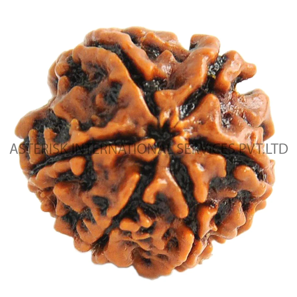 6-Mukhi.jpg
