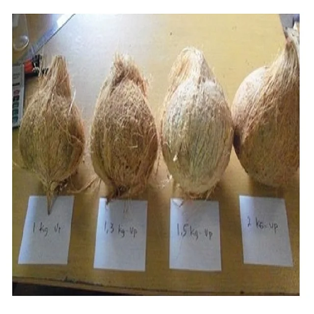 Mature Coconut Fresh Tender Coconut Semi Husked Coconut wholesale price