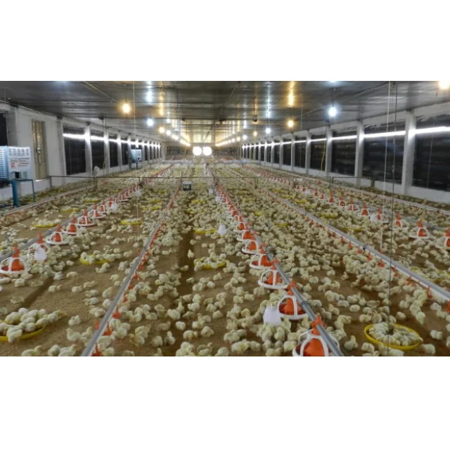 Cheap price New Design Automatic Broiler Farm Modern Poultry Equipment Chicken Farming From Vietnam Manufacturer