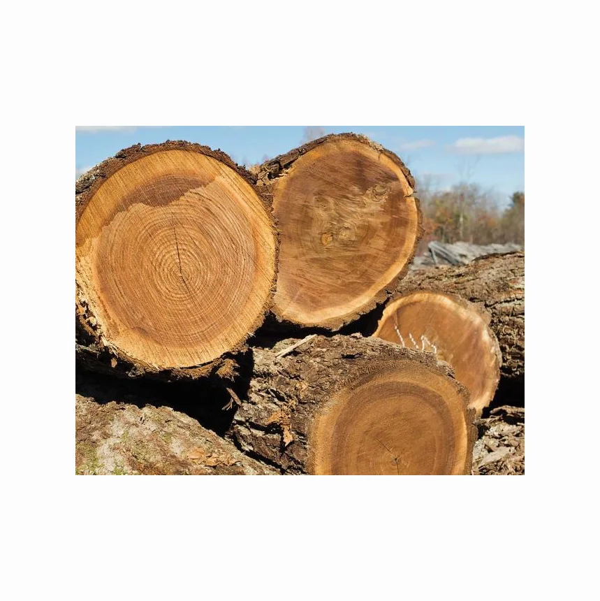 Hot Selling Price Oak Wood Lumber / Timber / Logs in Bulk Cheap price