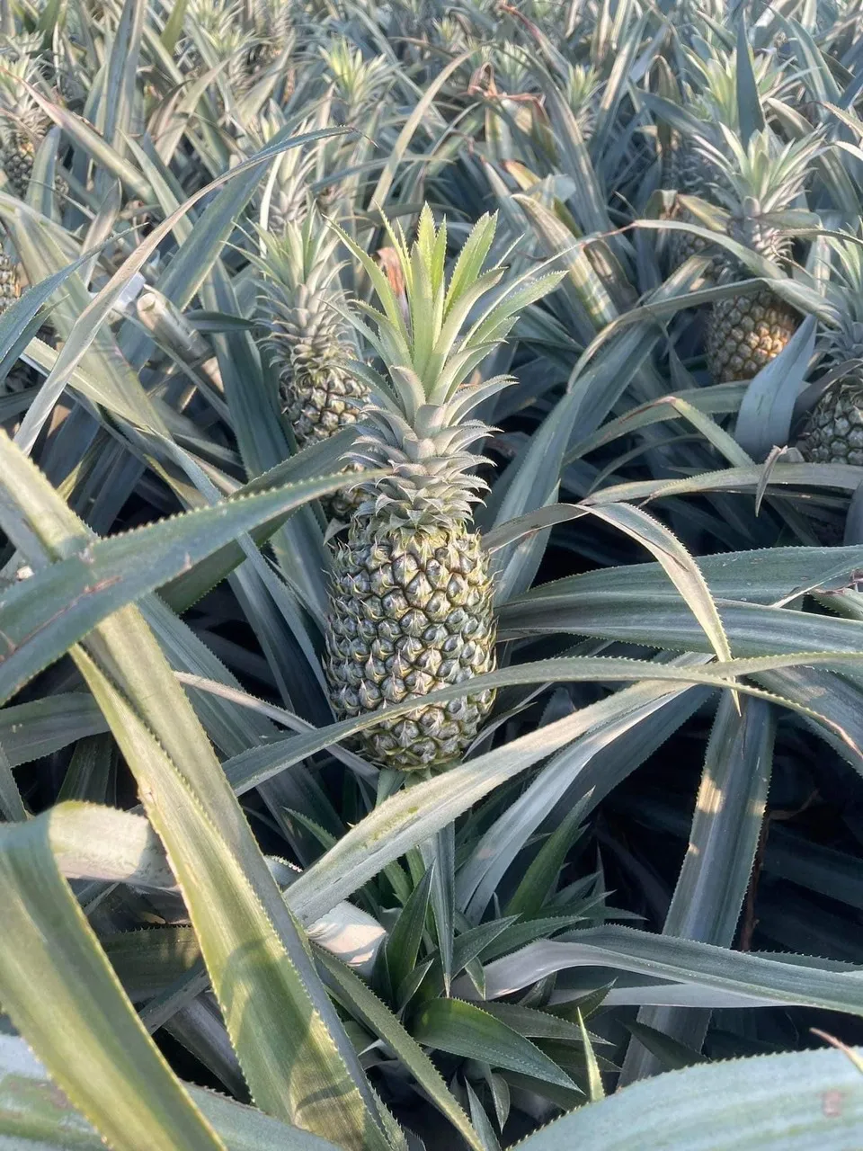 Ginger fresh ginger export high quality new crop in carton for wholesale fresh ginger