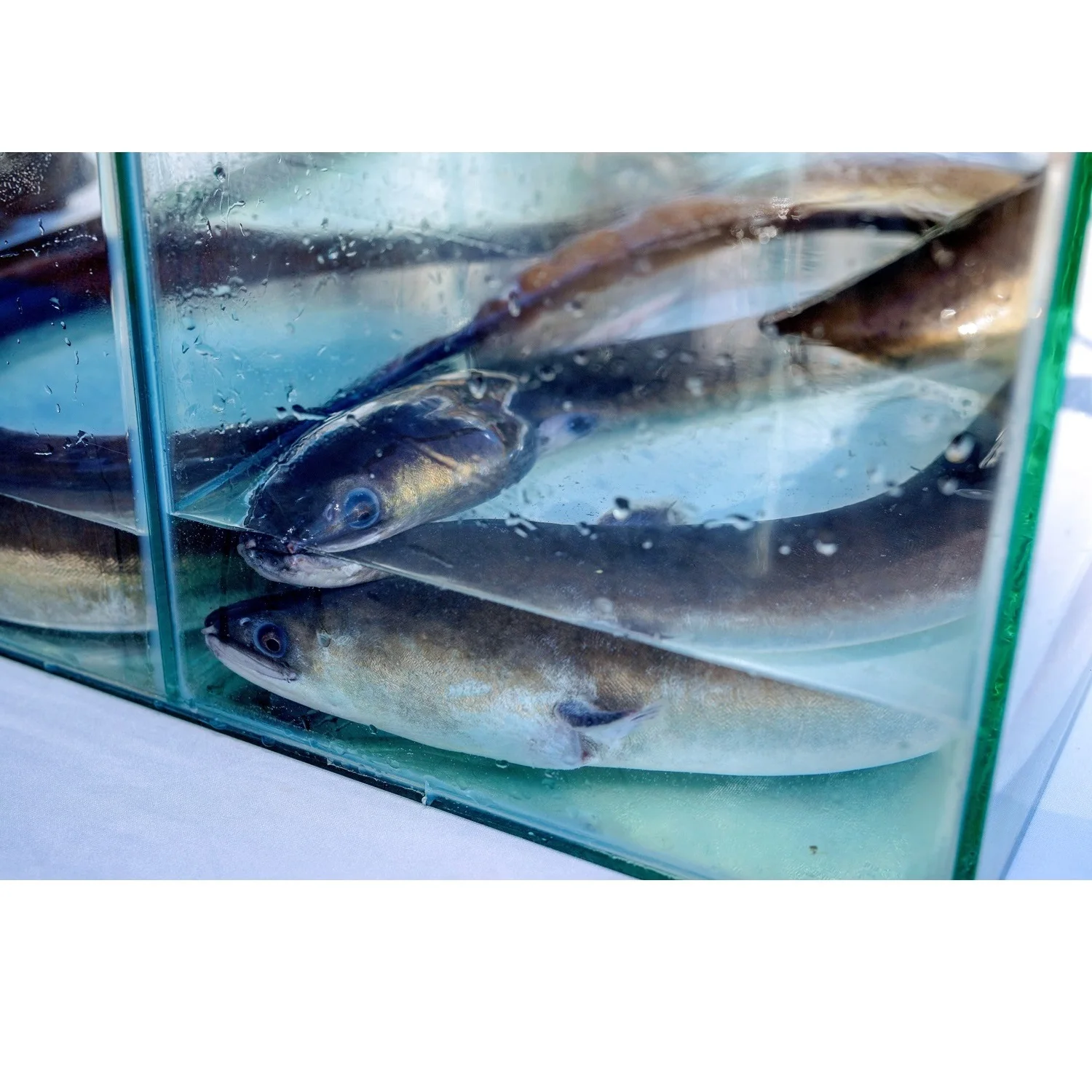 Ready To Ship Japanese Eel Food Cooking Vacuum Pack Block Organic Vitamins Nature Frozen Seafood From Vietnam