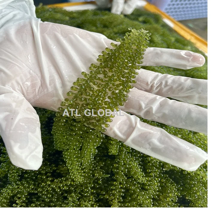 Dehydrated sea grapes Umibudo Ararosep Seaweed Caulerpa Lentillifera Green caviar from Viet Nam with wonderful taste 120g/box