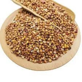 Get sorghum white For Both Human And Animal Needs