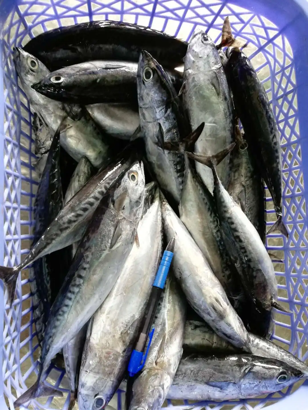Storage Good Quality High Grade Package Custom Shape Whole Body bonito fish price Bod Auxis Rochei Bonito from Vietnam
