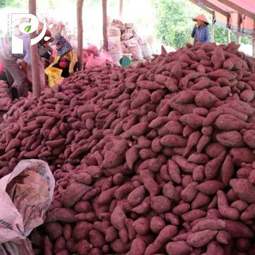 PURPLE SWEET POTATOES with Cheap Price / High Quality and Fast Delivery / Supplier from Vietnam