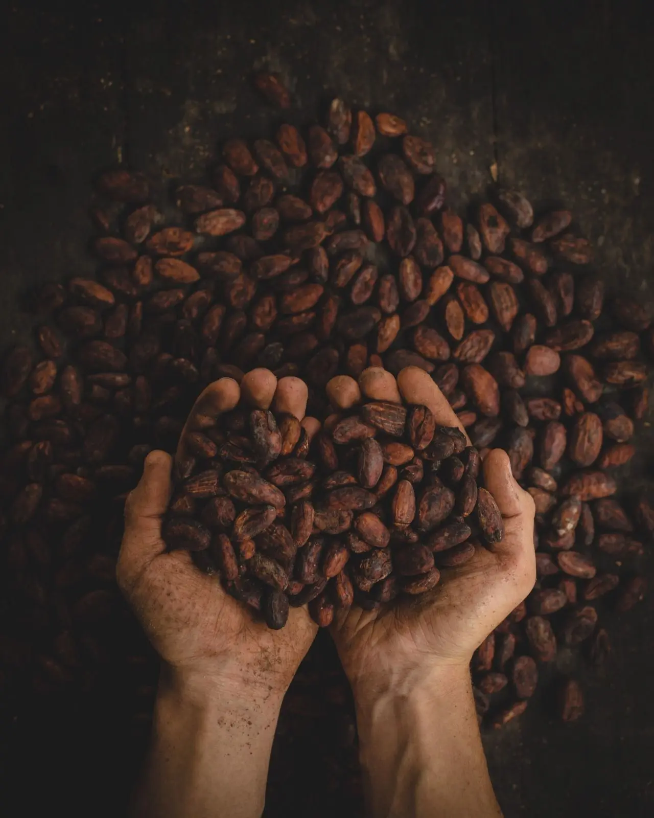 We are Suppliers of Natural Raw Cocoa Beans, High Quality Available