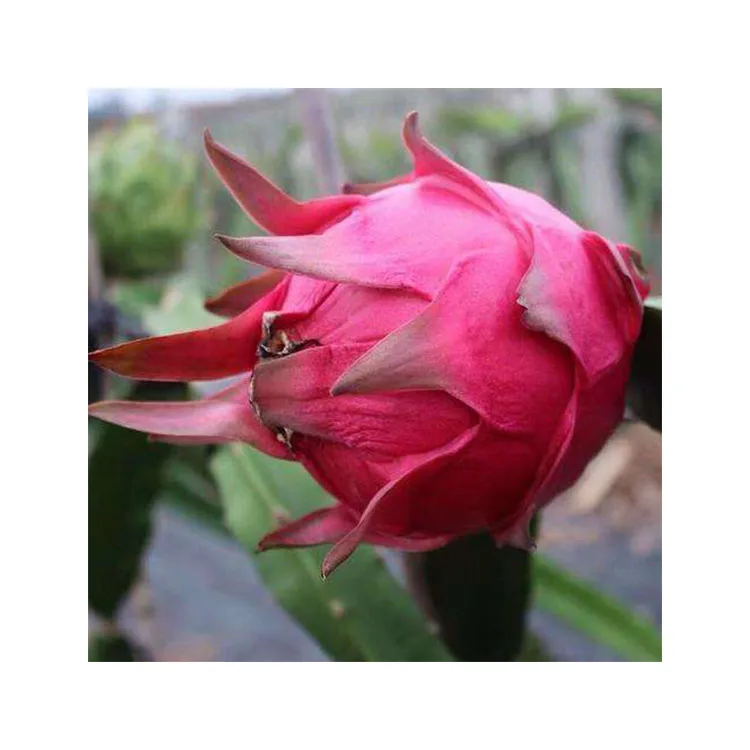 Dragon Fruit/ Fresh Dragon Fruit - 100% Organic Fruit From VietNam  Wholesale