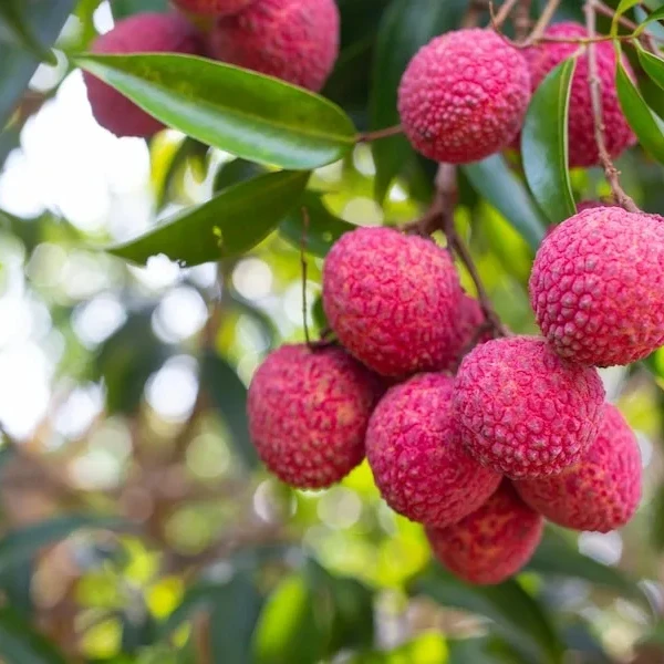 Fresh Lychee Fruit High Quality From VietNam delicious flavour lychee Fruit Organic Lychee Flavour