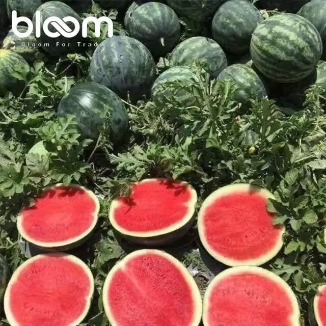 Fresh Red Watermelon   For Exporting