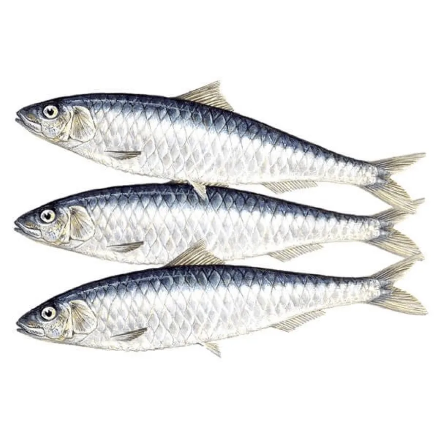 Top Selling High Quality Style BQF Process Wholesale Price Seafood Whole Frozen Sardine Exporters and Suppliers