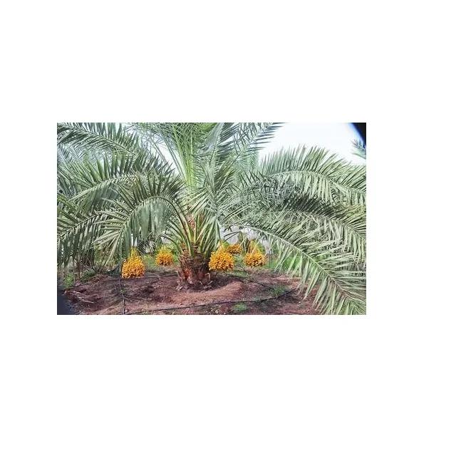 Female seedlings to bear fruits date palm tree grow well indoors with lots of sun exposure & potting soil shoot upwards at a rat