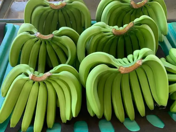 New Wholesale Sweet Banana Bananas are a healthy source of fiber potassium vitamin B6 vitamin C and various OEM Service