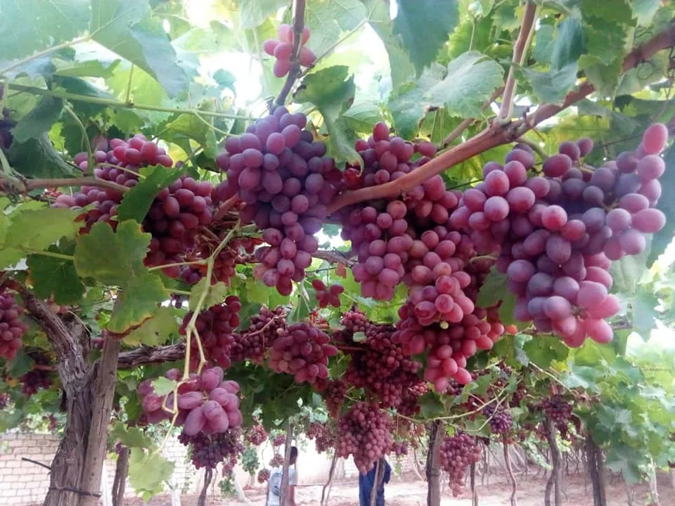 High quality fresh red grapes from Egypt