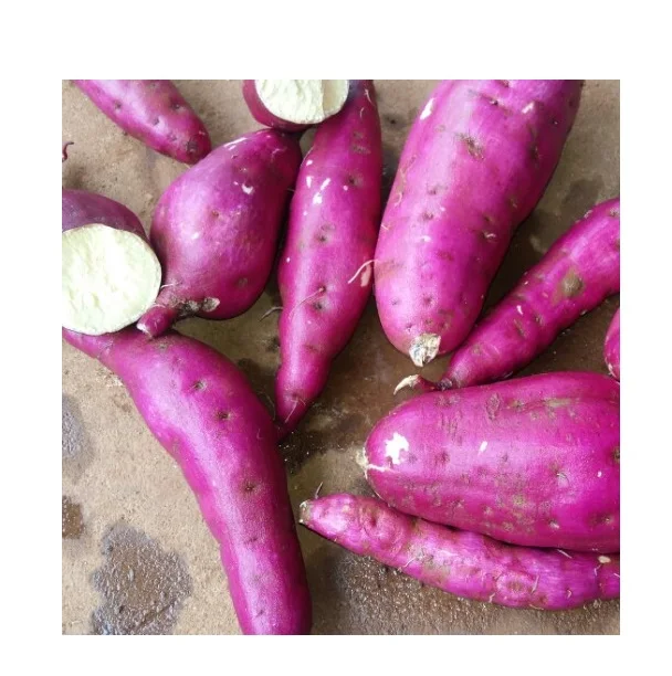 Most Searched Cleaned Organic Natural Fresh Sweet Potato