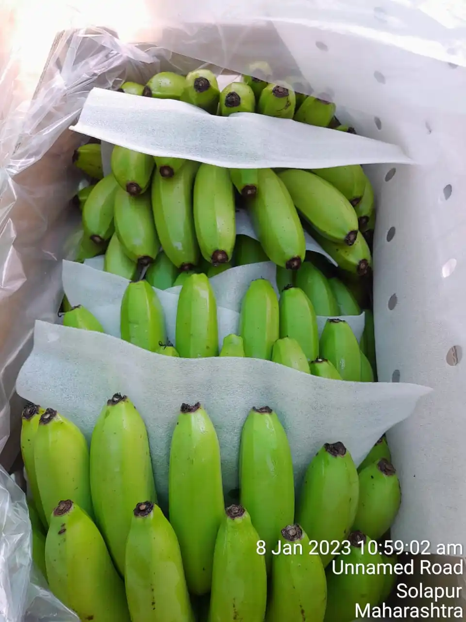 Fresh Cavendish Banana Available For Export