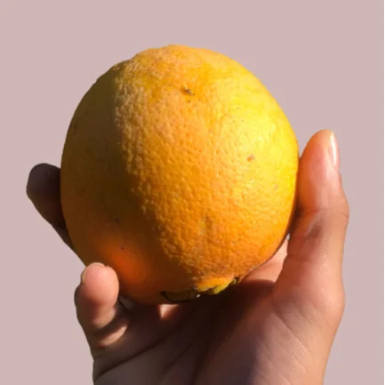 Fresh Abusra oranges from Egypt