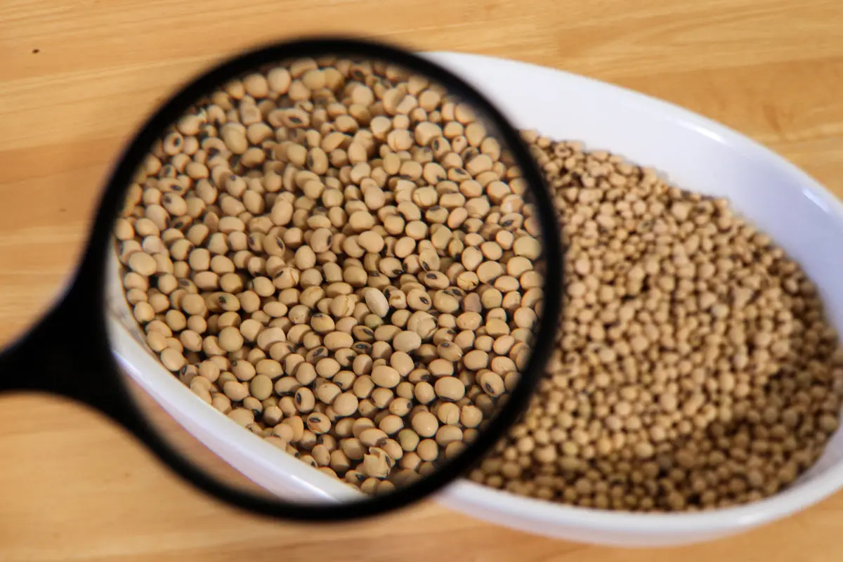 Soya beans Fresh Stock Wholesale Price High Quality