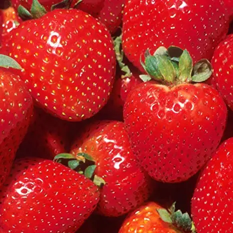 High quality juicy texture fully ripe dessert sweet fresh strawberry export