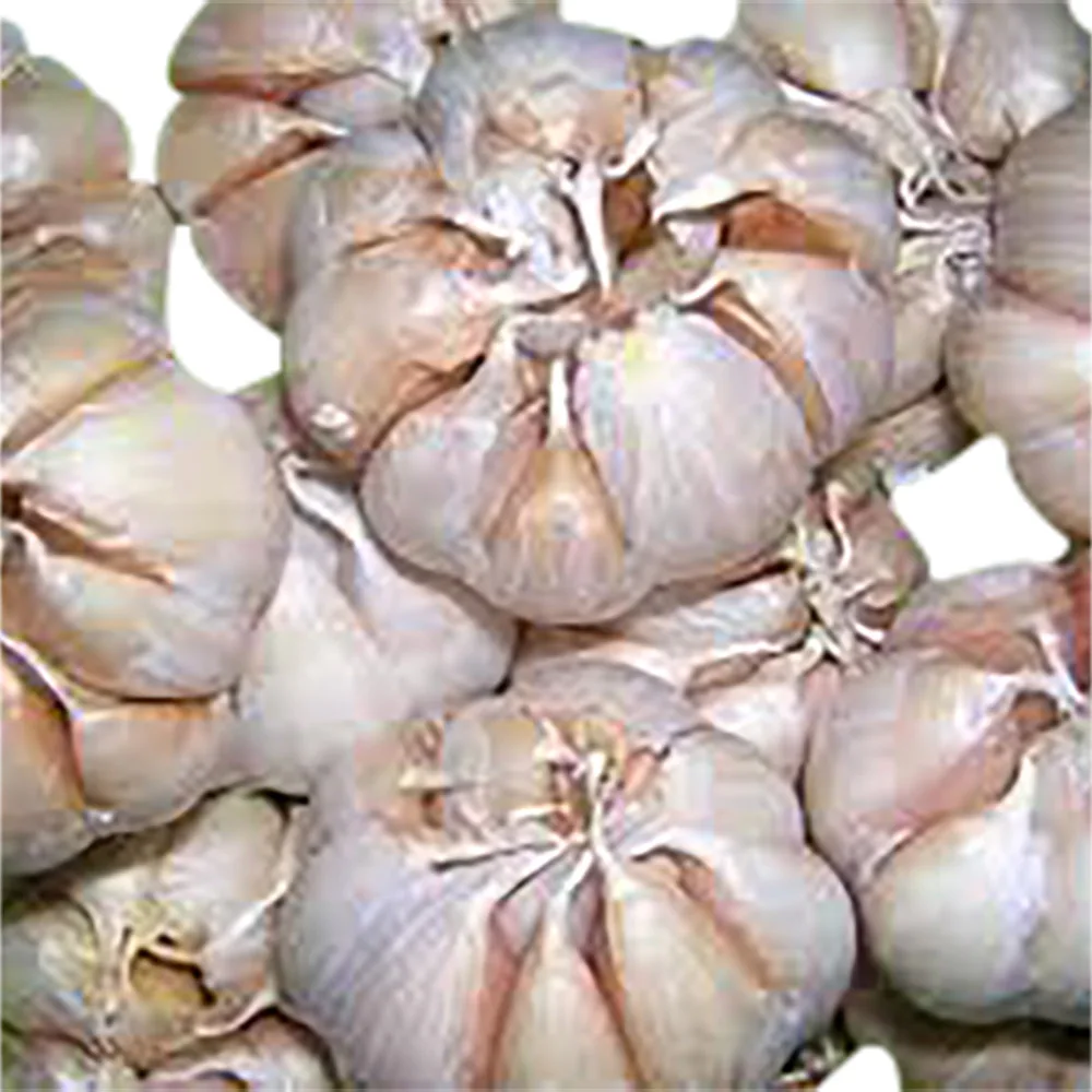 IQF GARLIC FROZEN GARLIC GRATED ORIGIN VIETNAM READY TO EXPORT FROM AN VAN THINH FOOD / AJO CONGELADO RALLADO